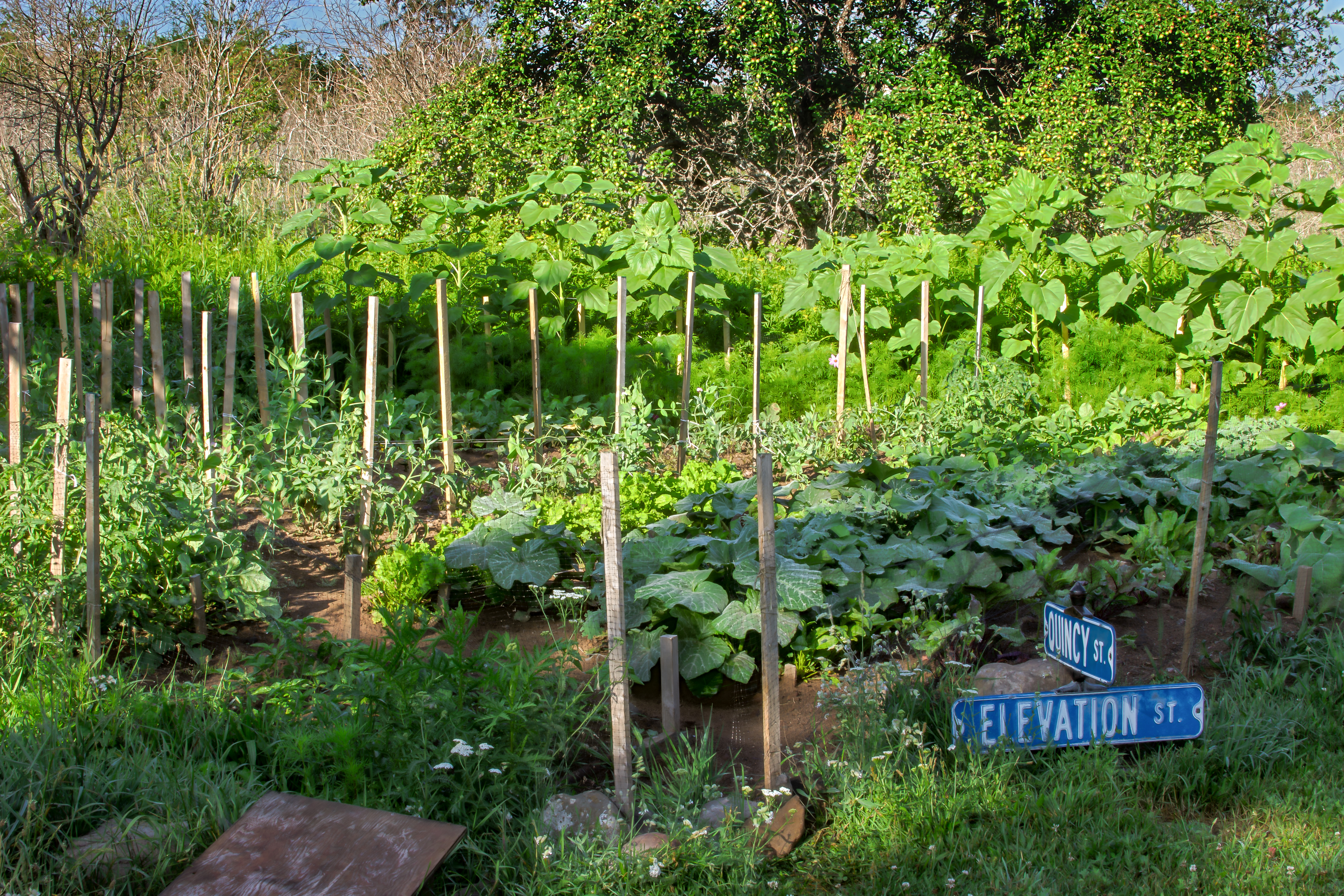 Garden Paavola Michigan