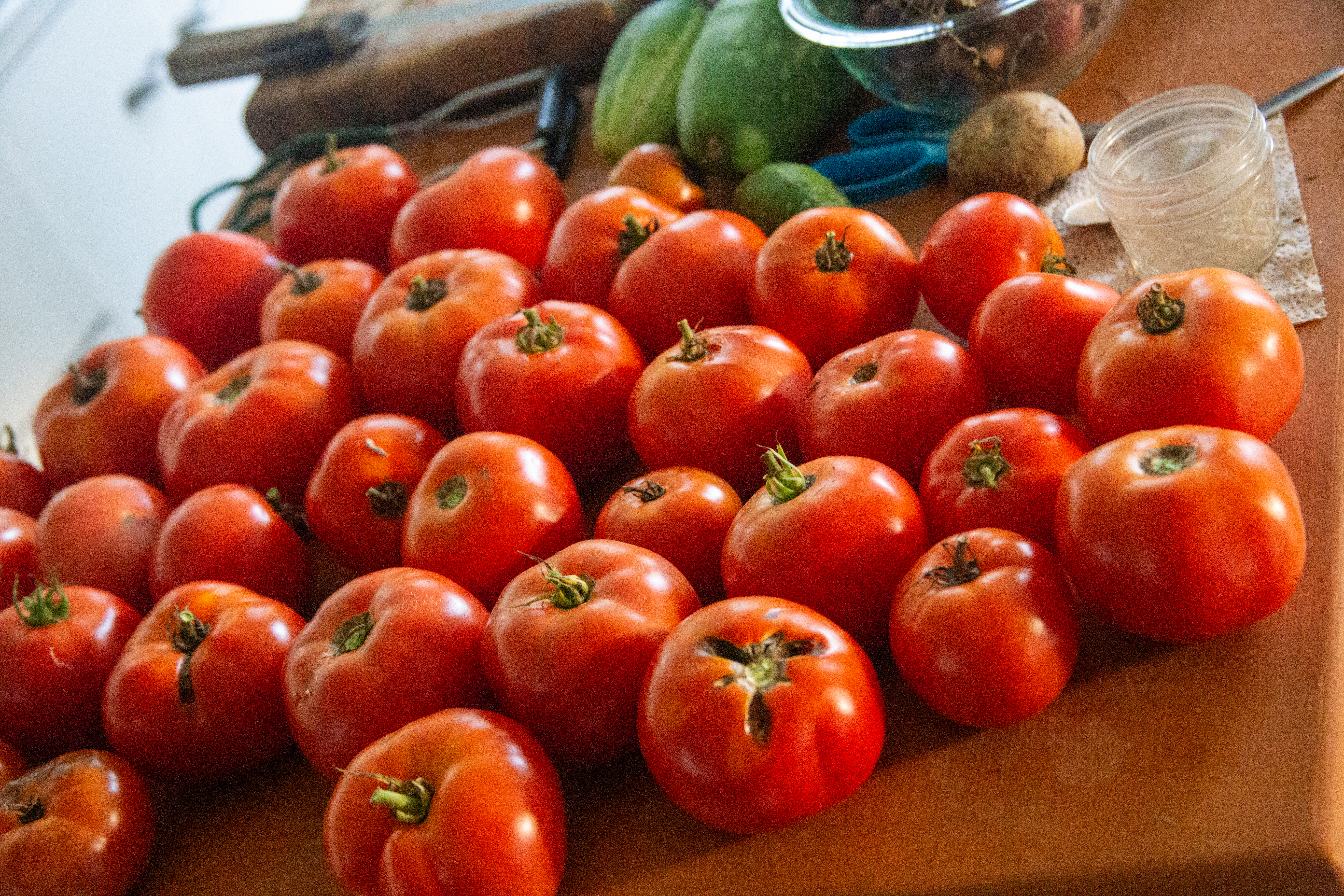 First Tomato Harvest 2026